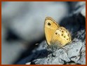 Le Fadet des garrigues